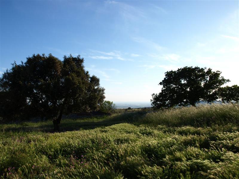 P5030569-(Medium).jpg - Sera a Masseria Monte Sant'Elia (attendendendo i grandtouristi)